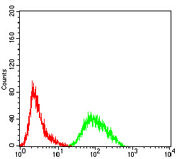 PRDM4 Antibody