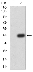 PRDM4 Antibody