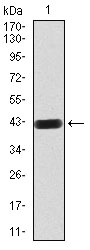 Rab8 Antibody