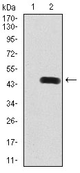 Rab8 Antibody