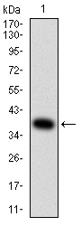 AMY1A Antibody