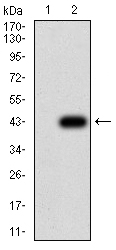 AMY1A Antibody