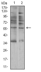 AMY1A Antibody