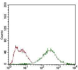 EIF2A Antibody