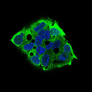 EIF2A Antibody