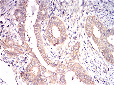 EIF2A Antibody