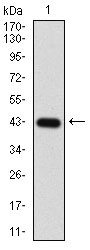 EIF2A Antibody