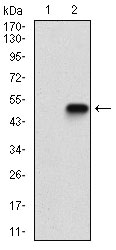 EIF2A Antibody