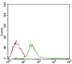 DIS3L2 Antibody