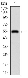 DIS3L2 Antibody