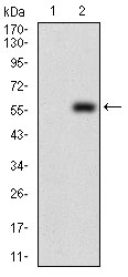 DIS3L2 Antibody