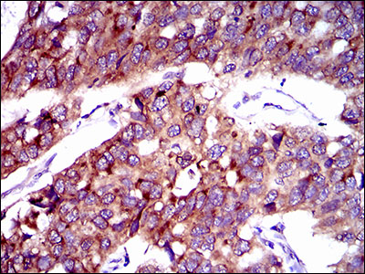 FATP2 Antibody