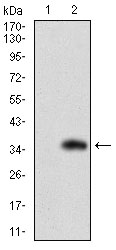 FATP2 Antibody