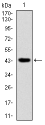 Ring1 Antibody