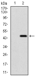 Ring1 Antibody