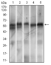 Ring1 Antibody