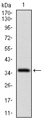 CD7 Antibody