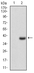 CD7 Antibody