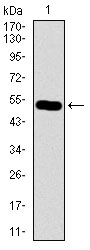 C17ORF53 Antibody