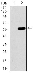 C17ORF53 Antibody