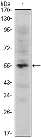 MUM1 Antibody