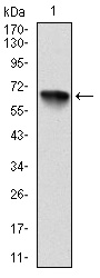 RSK2 Antibody