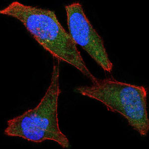 LPlunc1 Antibody