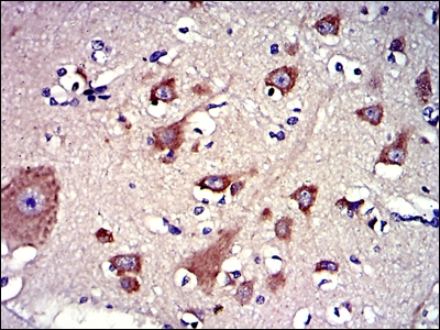 LPlunc1 Antibody