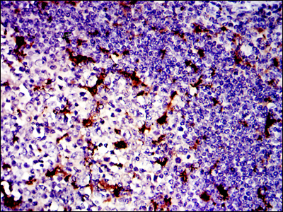 LPlunc1 Antibody