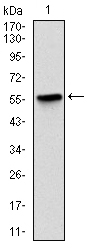 LPlunc1 Antibody