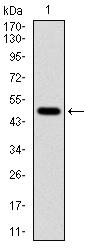 TUBA8 Antibody