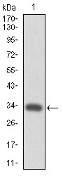 MPL Antibody