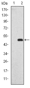 GKAP Antibody