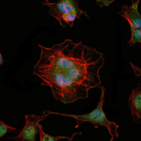 LHX2 Antibody