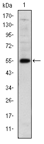 LHX2 Antibody