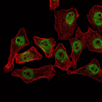 THAP11 Antibody