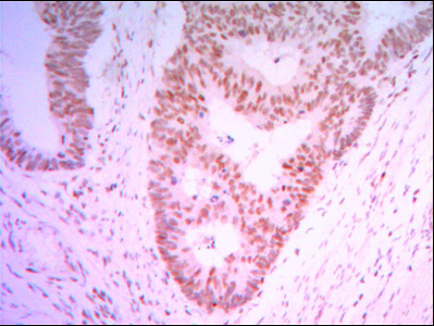 THAP11 Antibody