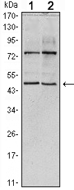 THAP11 Antibody