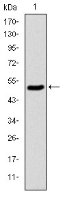 KID Antibody