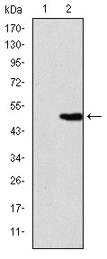 KID Antibody