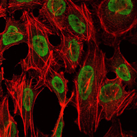 PSIP1 Antibody