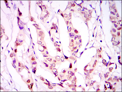 PSIP1 Antibody