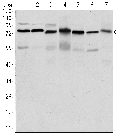 PSIP1 Antibody