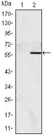 NACC1 Antibody