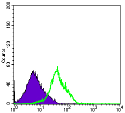 CD94 Antibody