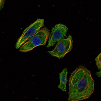 SCGB2A2 Antibody