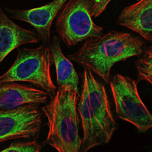 C-CBL Antibody