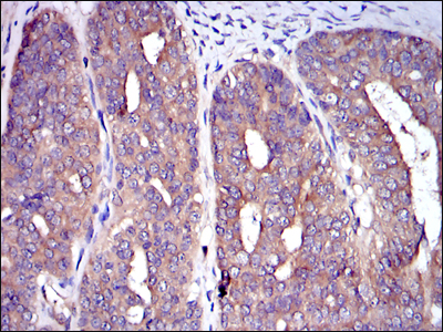 C-CBL Antibody