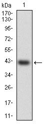 HSF4 Antibody