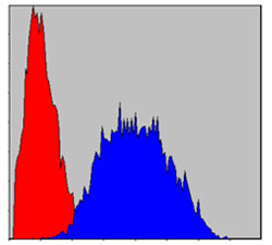 PINCH Antibody